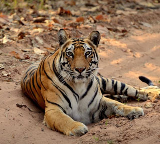 About Bandhavgarh National Park | Bandhavgarh Tiger Reserve